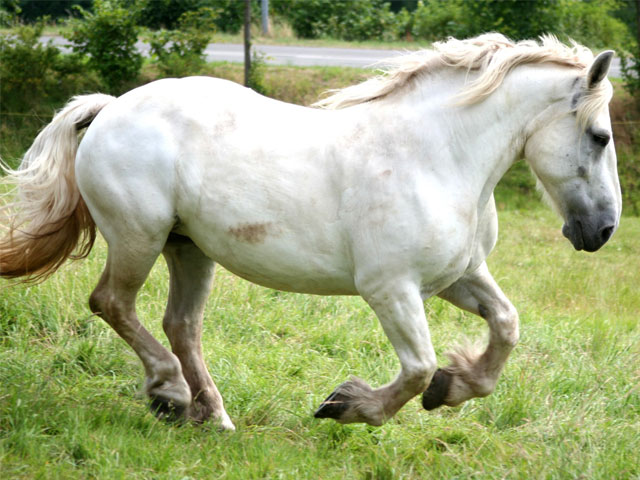 Порода лошадей "Першерон"